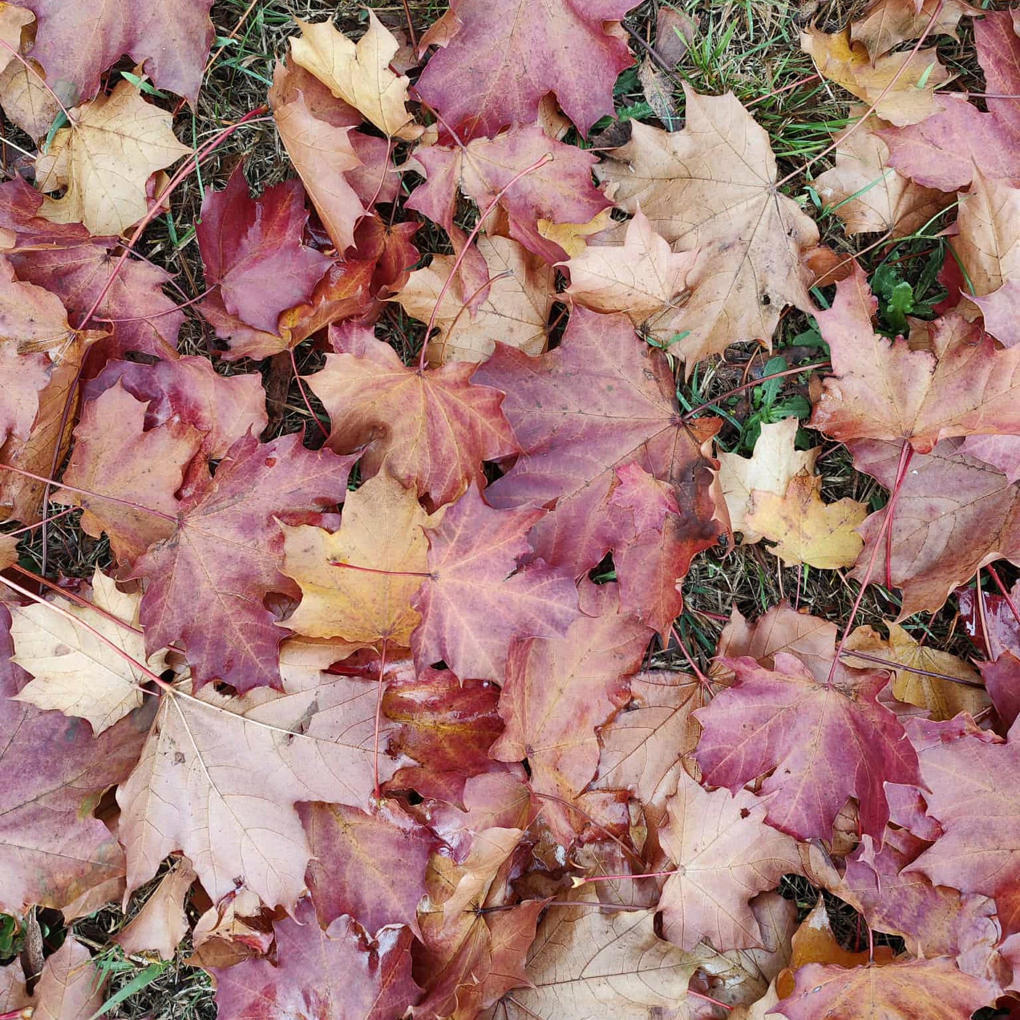 Autumn Leaf Collection 2025