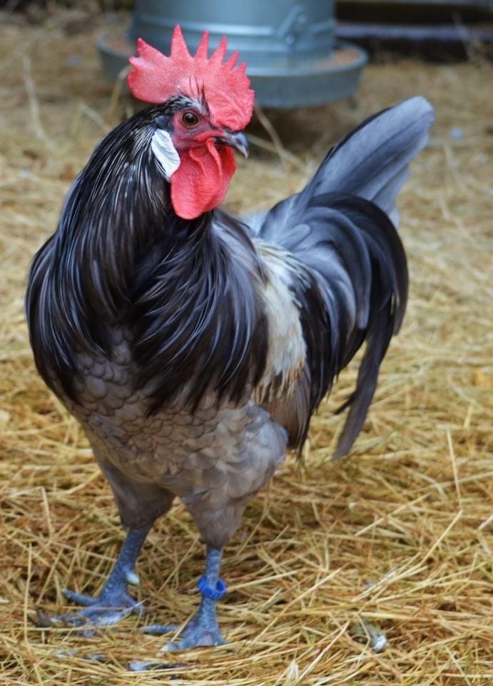 Louie & Lola Yarns Yarn Club Flock & Feather Yarn of the Month - April 2025 - Blue Breese Rooster