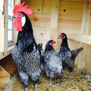 Louie & Lola Yarns Yarn Club Flock & Feather Yarn of the Month - April 2026 - Blue Andalusian Rooster