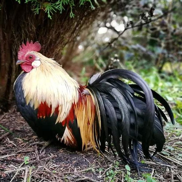 Louie & Lola Yarns Yarn Club Flock & Feather Yarn of the Month - December 2025 - Ohiki Rooster