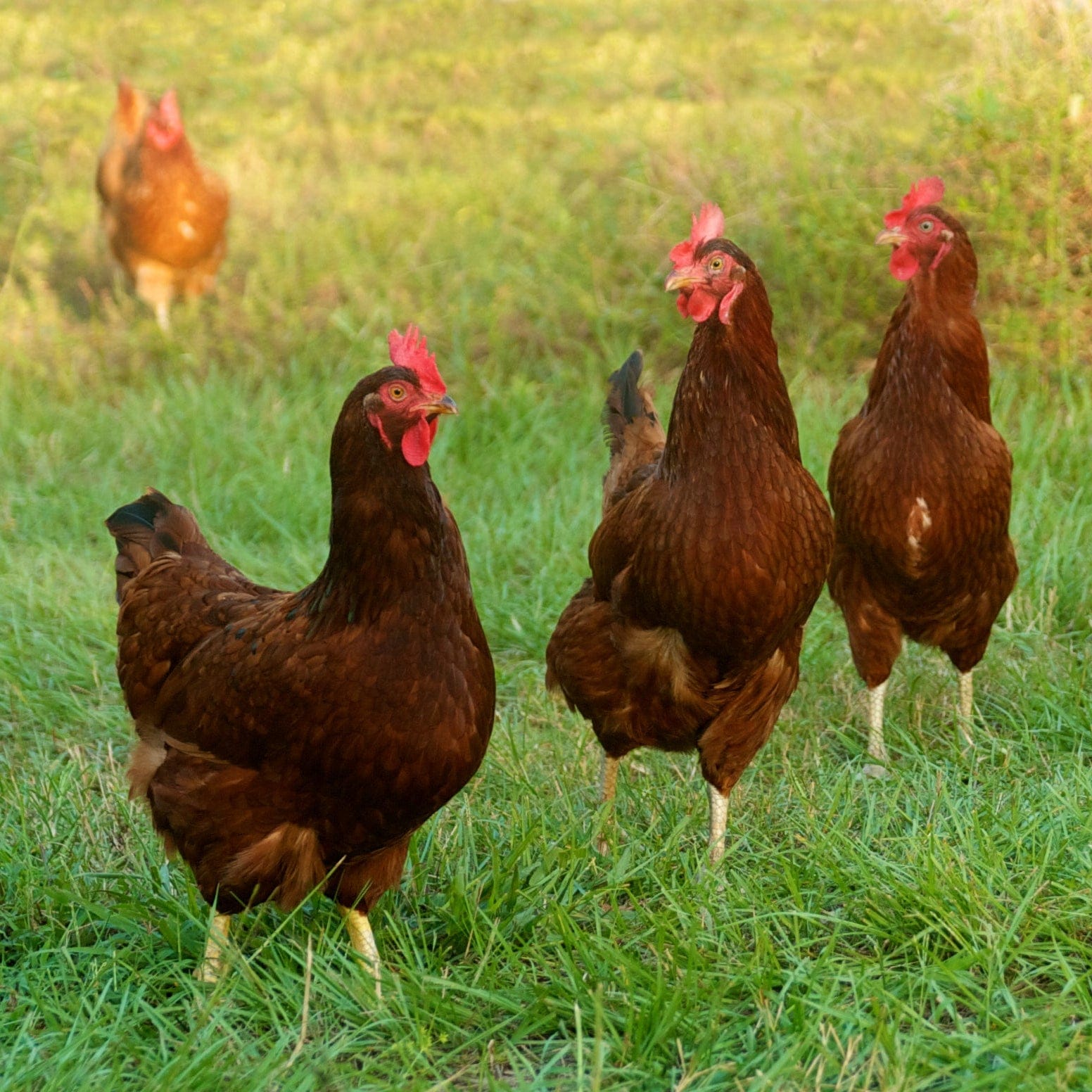 Louie & Lola Yarns Yarn Club Flock & Feather Yarn of the Month - February 2026 - Rhode Island Red