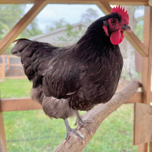 Louie & Lola Yarns Yarn Club Flock & Feather Yarn of the Month - January 2026 - Chocolate Orpington