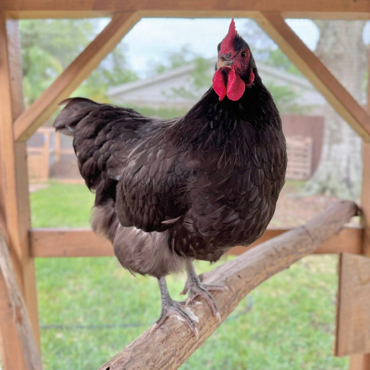 Louie & Lola Yarns Yarn Club Flock & Feather Yarn of the Month - January 2026 - Chocolate Orpington