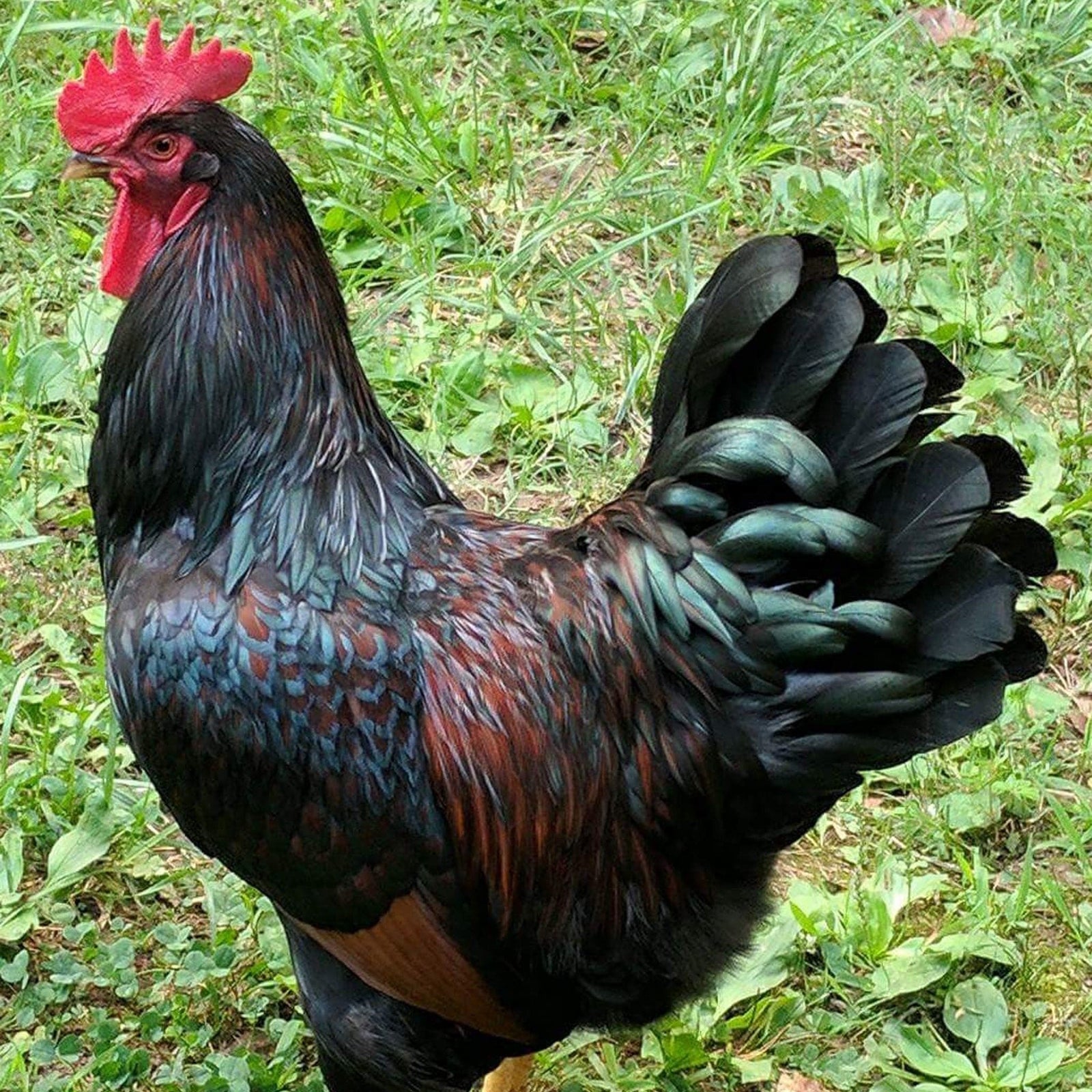 Louie & Lola Yarns Yarn Club Flock & Feather Yarn of the Month - July 2025 - Barnevelder