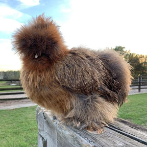 Louie & Lola Yarns Yarn Club Flock & Feather Yarn of the Month - July 2026 - Partridge Silkie Hen