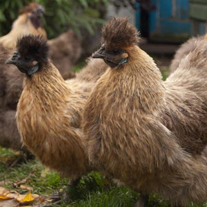Louie & Lola Yarns Yarn Club Flock & Feather Yarn of the Month - July 2026 - Partridge Silkie Hen
