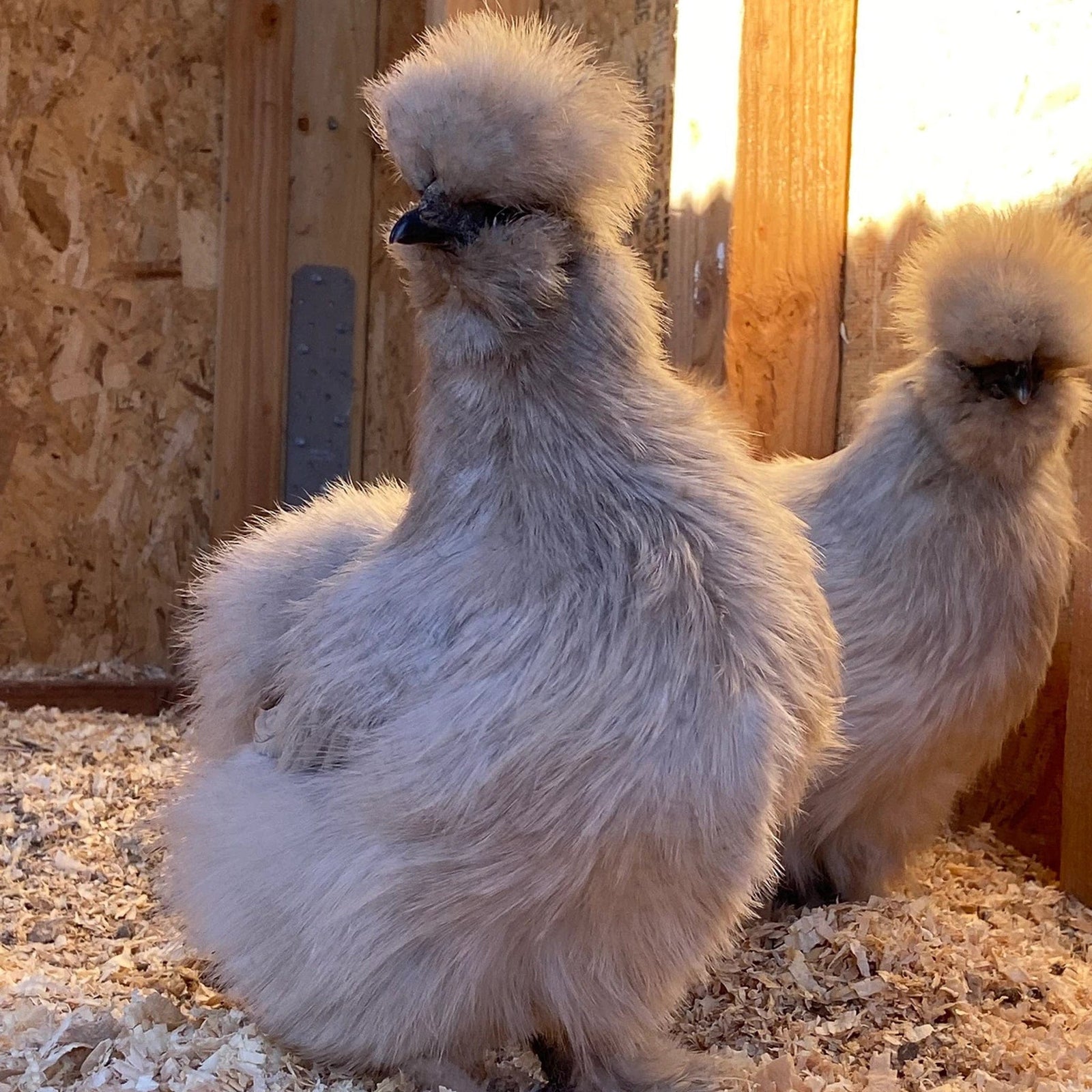 Louie & Lola Yarns Yarn Club Flock & Feather Yarn of the Month - June 2025 - Lavender Silkie Hen