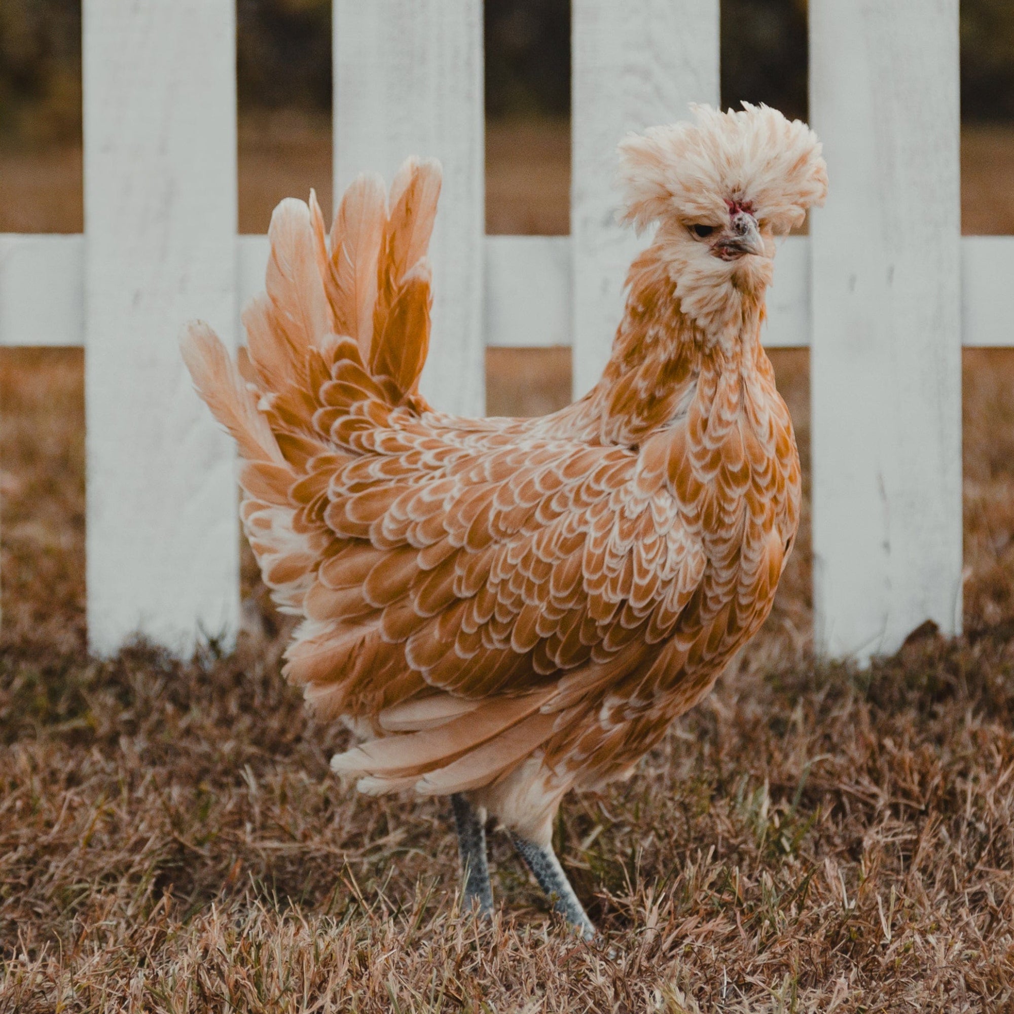 Louie & Lola Yarns Yarn Club Flock & Feather Yarn of the Month - May 2025 - Buff Laced Polish Hen