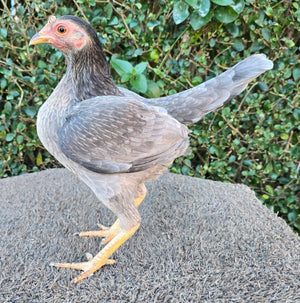 Louie & Lola Yarns Yarn Club Flock & Feather Yarn of the Month - May 2026 - Old English Game Bantam