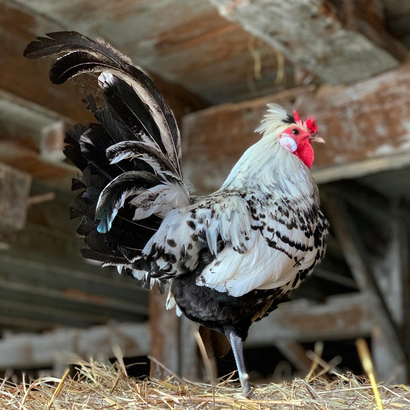 Louie & Lola Yarns Yarn Club Flock & Feather Yarn of the Month - November 2025 - Silver Spangled Hamburg Rooster