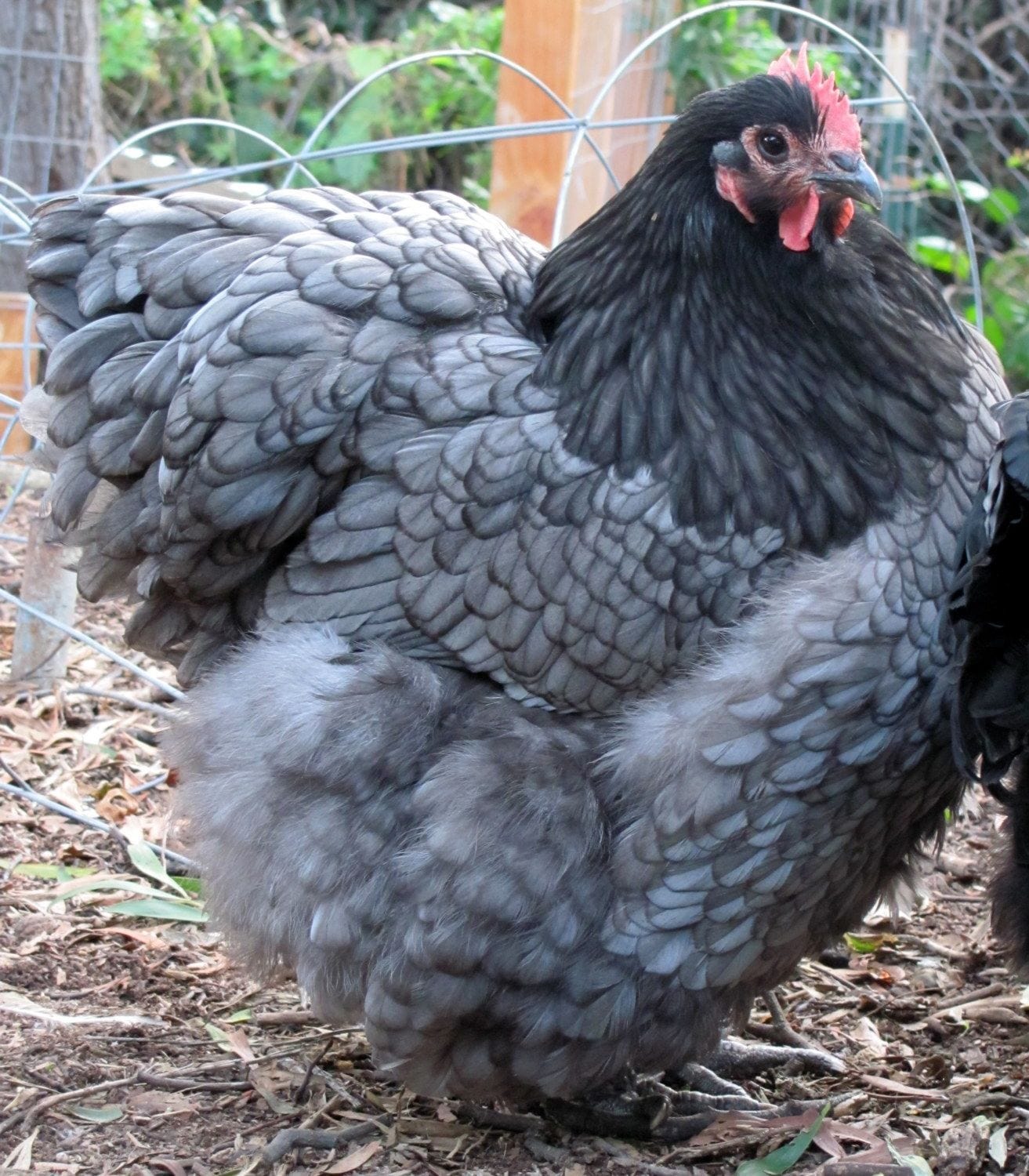 Louie & Lola Yarns Yarn Club Flock & Feather Yarn of the Month - September 2025 - Blue Orpington