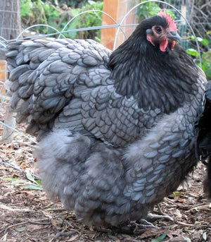 Louie & Lola Yarns Yarn Club Flock & Feather Yarn of the Month - September 2025 - Blue Orpington