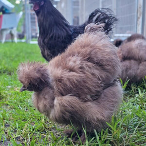 Louie & Lola Yarns Yarn Club Flock & Feather Yarn of the Month - September 2026 - Chocolate & Mauve Silkie